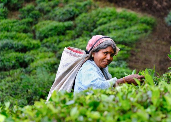 Voyage solidaire au sri lanka : explorez et soutenez les localités